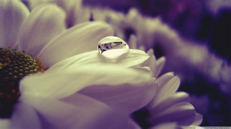 Macro Photography Of Water Dew On White Petaled Flower Nature Water