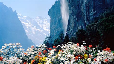Flowers Mountains Cliff Hd Flowers 4k Wallpapers Images