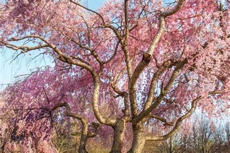 We did not find results for: Pink Flowering Trees - Gardenerdy