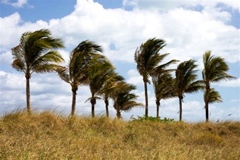 Palm Trees Swaying In The Wind Stock Photo Download Image Now Istock