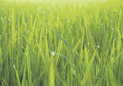 Scientists Solve Mystery Of Grass Leaf Formation The Western Producer