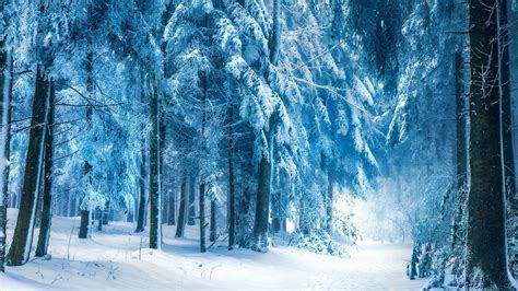 Nature Winter Snow Landscape Trees Forest Frost Branch