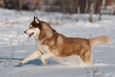 Siberian Husky Running In The Snow Stock Photo Image Of Breed Nature