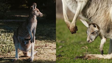 How Do Kangaroos Carry Their Babies Online Field Guide