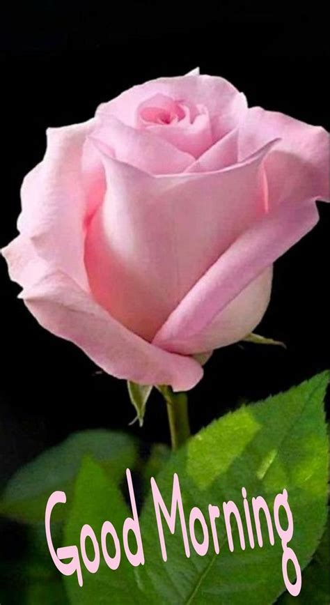 Rose Good Morning Flower Wallpapers Download Mobcup