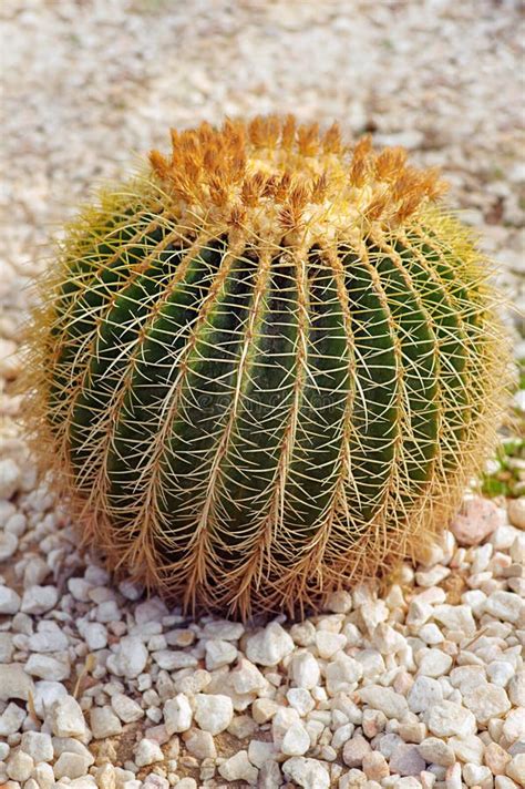 Round Prickly Cactus Stock Photo Image Of Flora Botany 26743560