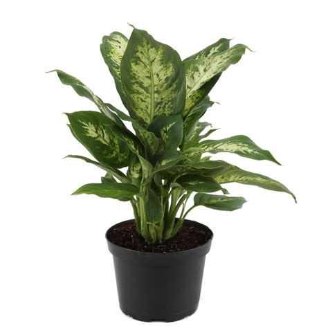 Dieffenbachia Best Trees And Plants From Home Depot Popsugar Home