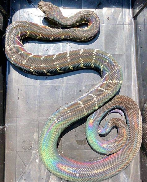 Iridescent Serpent Cute Reptiles Baby Snakes Snake