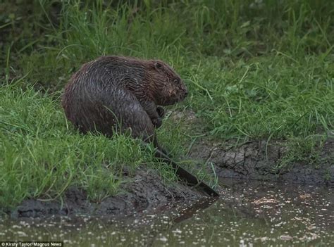 How Englands First Wild Beaver Colony Has Transformed A Devon Valley