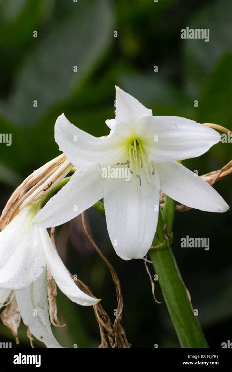 Flower In The Summer Head Of The Hybrid Cape Lily Crinum X Powellii