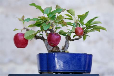 Tips When Growing Apple Trees In Containers Uk