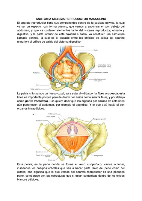 Anatomia Y Fisiologia Del Aparato Reproductor Masculino Compuesto Por