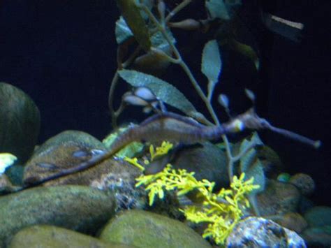 Book wyndham garden dallas north, dallas on tripadvisor: Manatees - Picture of Dallas World Aquarium - TripAdvisor