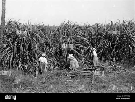 Louisiana Sugar Cane Farm Nharvesters Cutting Sugar Cane On A Plantation In Louisiana