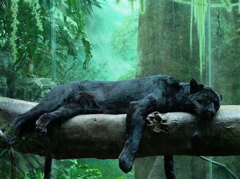 Pantherblack Leopard Pets Cute And Docile