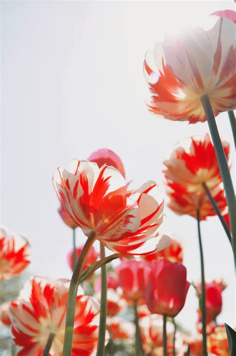 Best 500 Tulip Pictures Hd Download Free Images On Unsplash In
