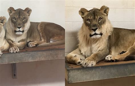 Female Lion At Oklahoma Zoo Suddenly Grew A Luscious Mane And