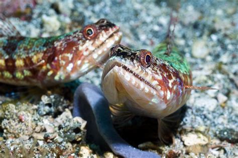Variegated Lizard Fish Photograph By Georgette Douwma Pixels