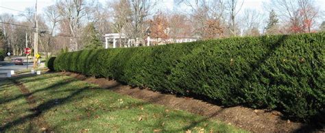Holly hedge estate offers a beautiful wedding venue. Japanese Holly, Boxleaf Holly, Box-leaved Holly Ilex ...