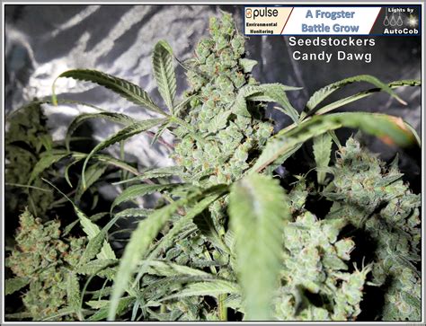 Candy Dawg Autoflower Seedstockers Cannabis Strain Info
