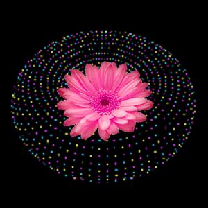 Search, discover and share your favorite animated flowers gifs animation online. GIFS HERMOSOS: flores encontradas en la web