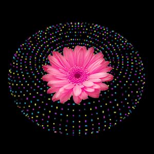 All animated flowers pictures are absolutely free and can be linked directly, downloaded or shared via all animated flowers gifs and flowers images in this category are 100% free and there are no. GIFS HERMOSOS: flores encontradas en la web