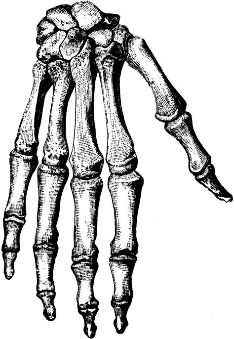 Bones Of The Hand Clipart Etc