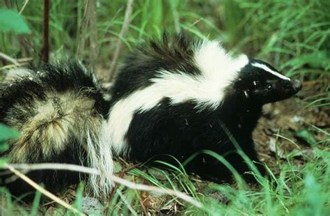 Skunks As Pets In Texas Bravos Account Pictures Library