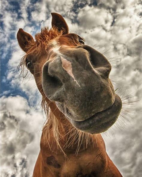 Hey There Horses Cute Horses Funny Horse Pictures