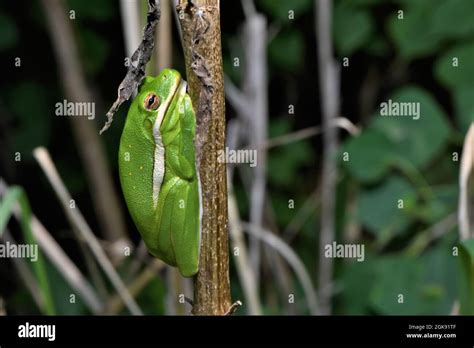 Little Green Tree Frog Stock Photo Alamy