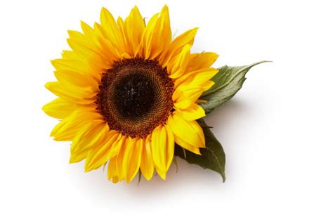 A Single Yellow Sunflower With No Stem On A White Background Stock