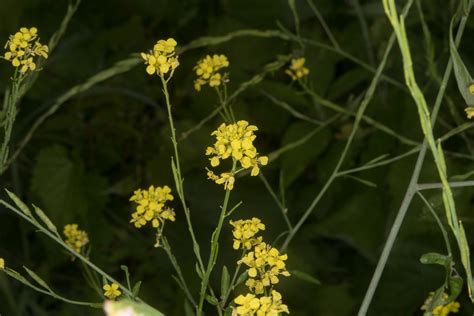 Brassica Nigra Black Mustard