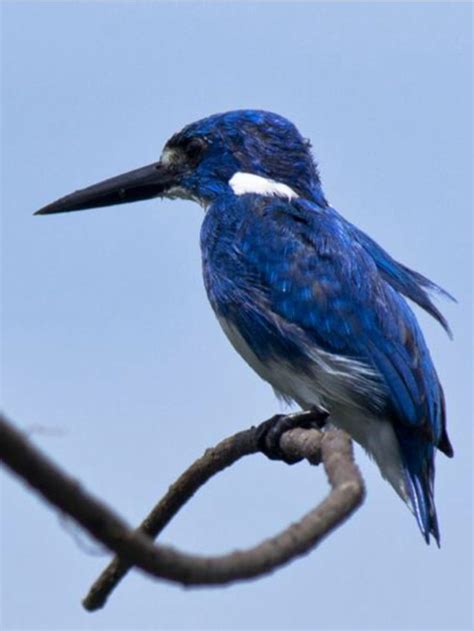 Small Blue Kingfisher Alcedo Coerulescens Id