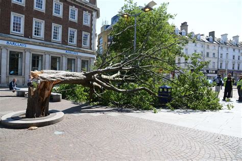 Large Tree Falls Down In Folkestone Town Centre Outside Debenhams In
