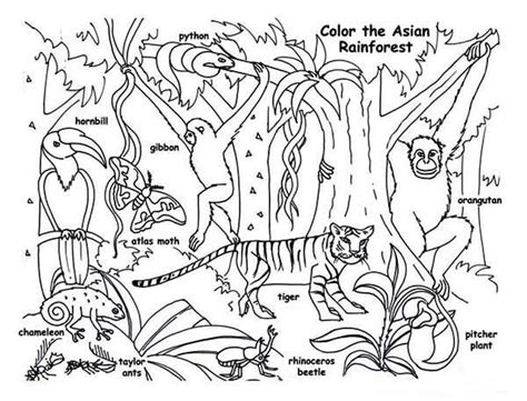 Incrível Floresta Amazônica Para Colorir Imprimir E Desenhar Colorirme