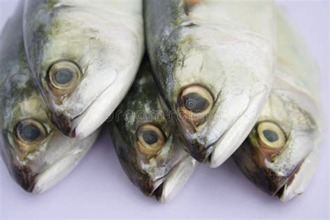 Fresh Fish Stock Image Image Of Market Mart Fish Food 3601495