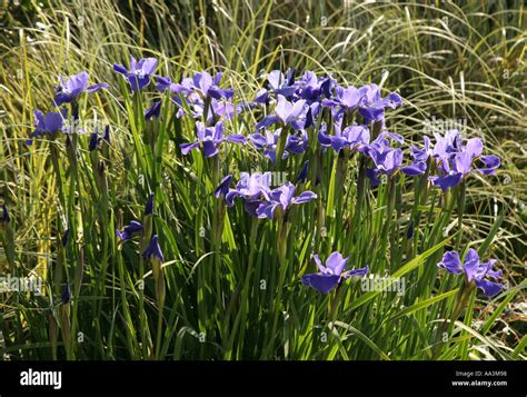 Blue Iris Flowers In An English Garden Stock Photo Alamy
