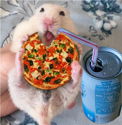 Psbattle Hamster Eating A Cucumber Rphotoshopbattles