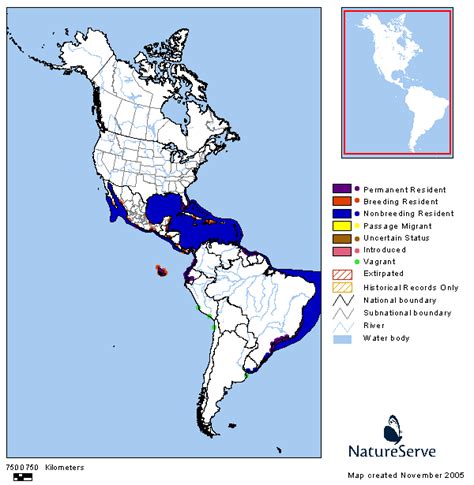 Americas Range Map Magnificent Frigatebird