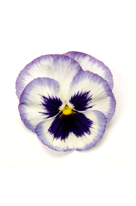 Extra Large Flowered Pansy Viola Wittrockiana Matrix