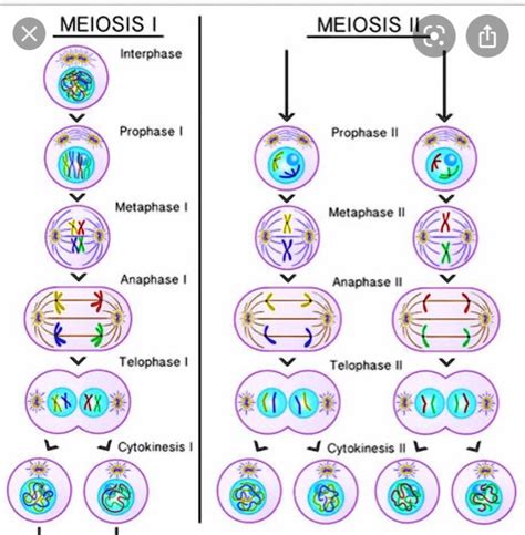 Interphase Of Mitosis