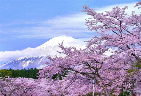 Prime Hanami Cherry Blossom Viewing Spots In Japan The Japan Times