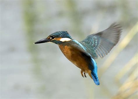Kingfisher | The Life of Animals