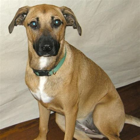 Adopt Cassia On Whippet Mix German Shepherd Dogs