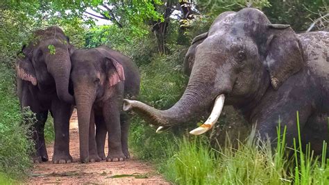 This Is What A Sanctuary For Elephants In Sri Lanka Look Likemajestic Elephants Of Sri Lanka