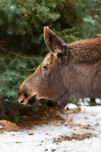 Featured Animals Moose Cmzoo