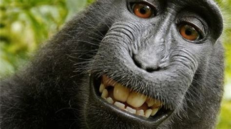 Maymun Selfiesinde Kazanan Taraf Belli Oldu
