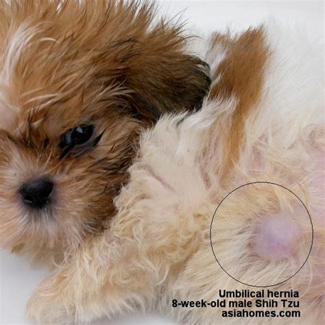 Are Puppy Umbilical Hernias Dangerous