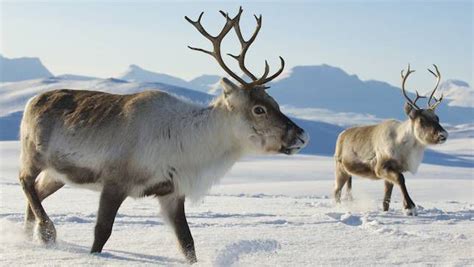 15 Surprising Facts About Reindeer