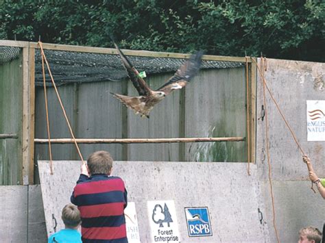 Red Kite Reintroduction Might Be Biggest Species